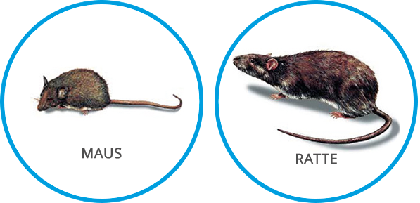 Die bekanntesten Vorratsschädlinge: Ratten und Mäuse